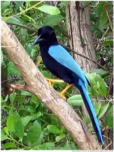 Mexican black and blue bird