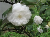 camellia white